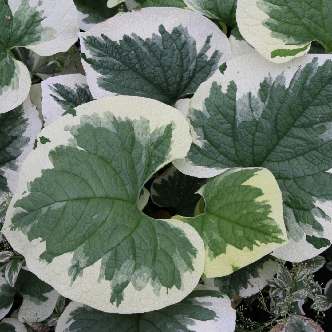 Weibuntes Kaukasusvergissmeinnicht Brunnera macrophylla Dawsons White