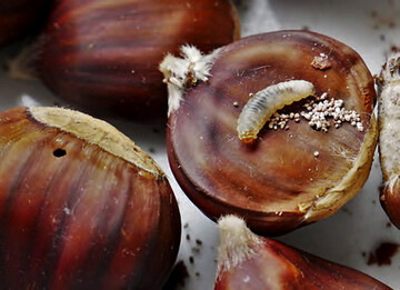 Cydia splendana, Spter Kastanienwickler: Raupe