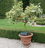 Zitruspflanzen (Citrus aurantium’Variegata’) gedeihen nur in passender Pflanzerde gut.