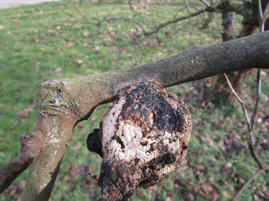 Fruchtmumien sollten noch vor dem Winter entfernt werden.