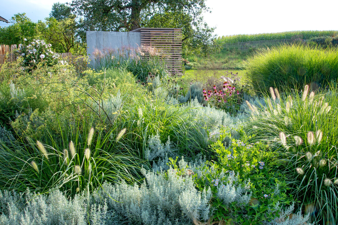 Gräser-Stauden-Landschaft: Foeniculum vulgare,? Echinacea?purpurea, Aster ‘Asran‘, Artemisia ‘Silver Queen‘ mit Miscanthus ‘Malepartus‘, Pennisetum ‘Moudry’