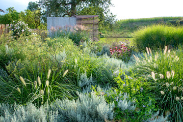 Grser-Stauden-Landschaft: Foeniculum vulgare,? Echinacea?purpurea, Aster Asran, Artemisia Silver Queen mit Miscanthus Malepartus, Pennisetum Moudry