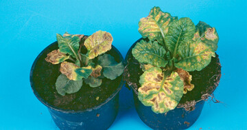 Bakteriosen an Primula veris: starker Befall mit Pseudomonassyringae (oben) und Xanthomonas campestris