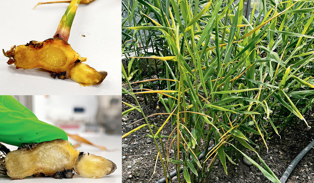 Die Bakterienkrankheit Ralstonia verstopft das Leitbündel und verursacht Welke der Blätter und Fäule der Rhizome.