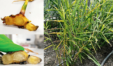 Die Bakterienkrankheit Ralstonia verstopft das Leitbndel und verursacht Welke der Bltter und Fule der Rhizome.