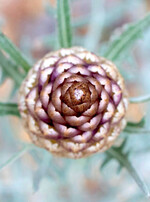 Der Zapfenkopf (Rhaponticum coniferum) ist eine Staude des westlichen und zentralen Mittelmeerraumes.