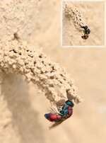 Der Parasit und sein Baumeister