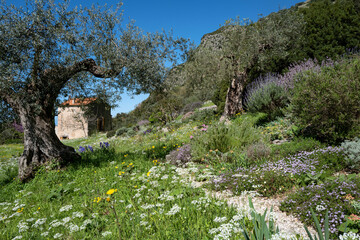 Im April blhen in den Wiesen Tordylium apulum und in den Beeten Lavandula dentata, Salvia fruticosa und zahlreiche Thymus.