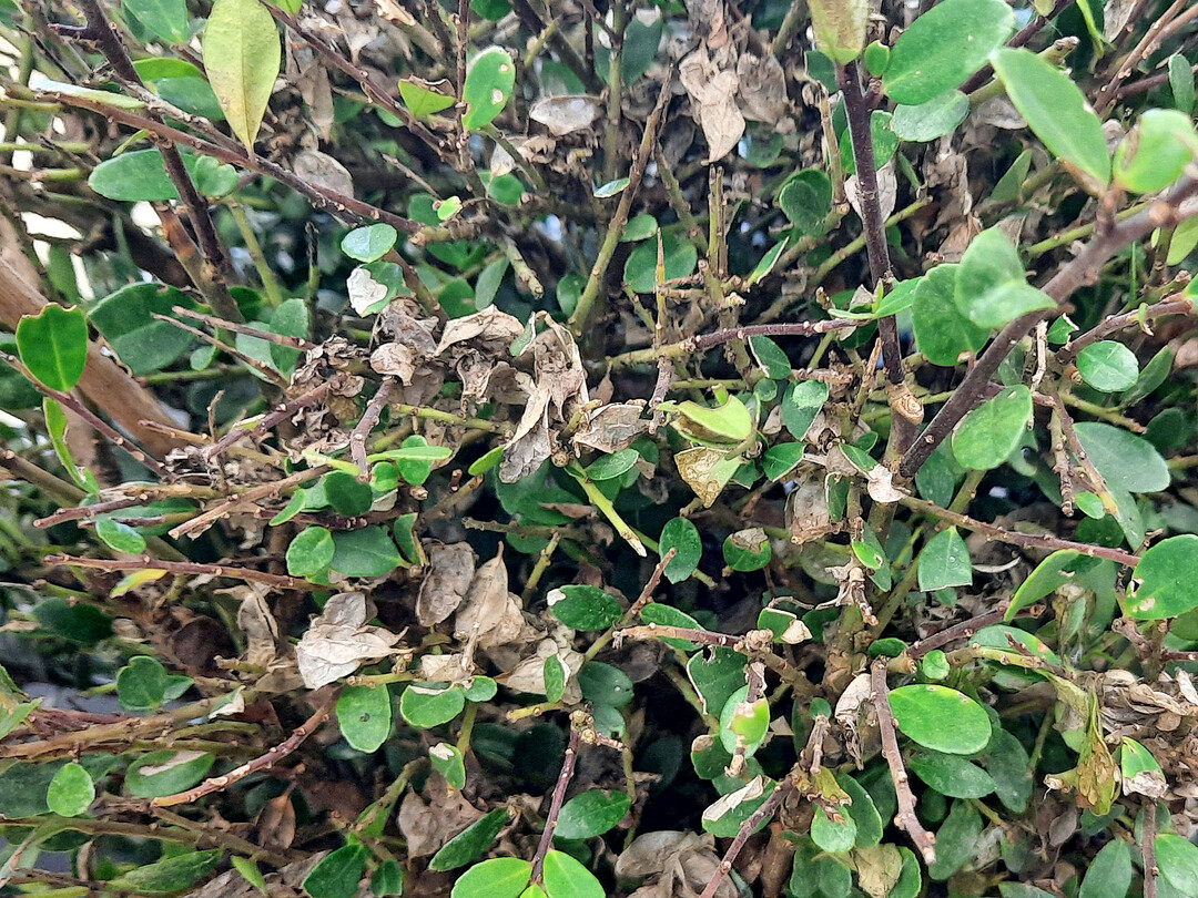 Der Ilex-Wickler ist ein Schädling an der Buchsersatzpflanze Ilex.