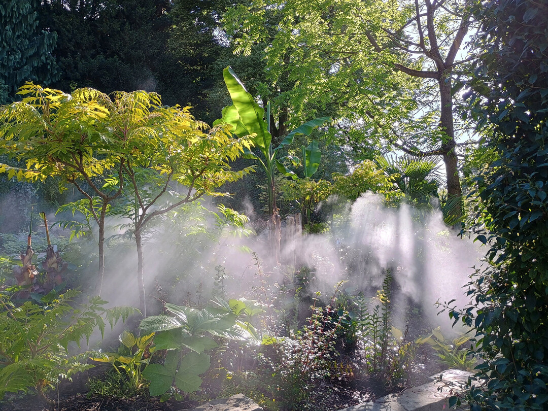 Farn & Fuchsie im Mai 2024, eine neue Pflanzung auf der Insel Mainau