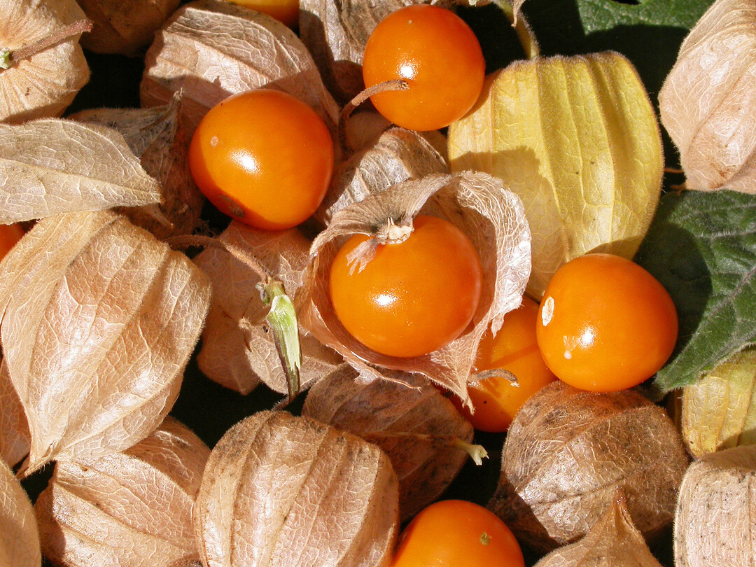 Andenbeeren schmecken wie ein Mix aus Kirschtomate, Ananas und Pfirsich