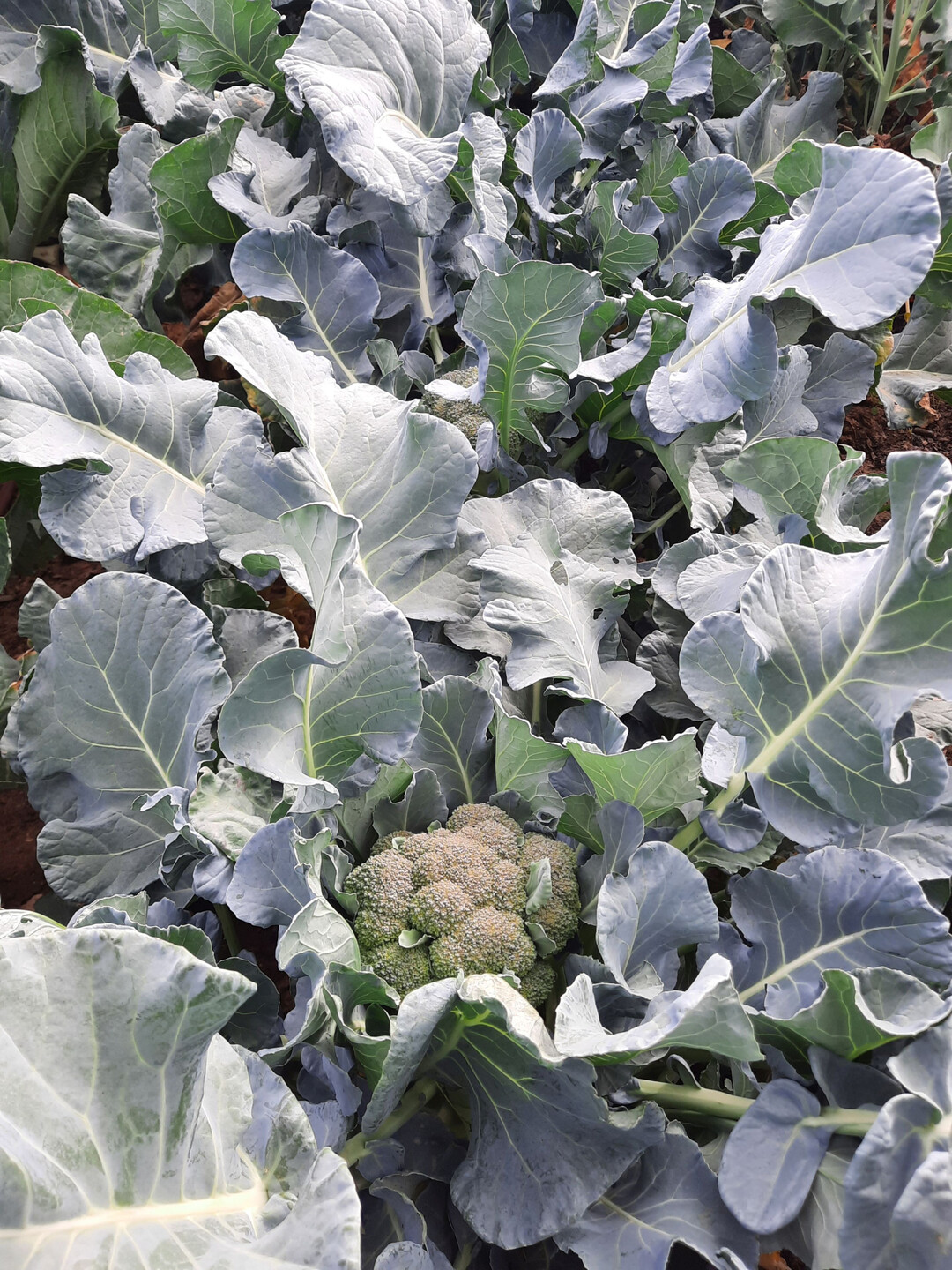 Einige sp�te Brokkoli-Sorten k�nnen im November geerntet werden.