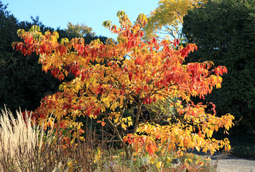 Prchtige Herbstfrbung von Sassafras albidum im Hermannshof Weinheim