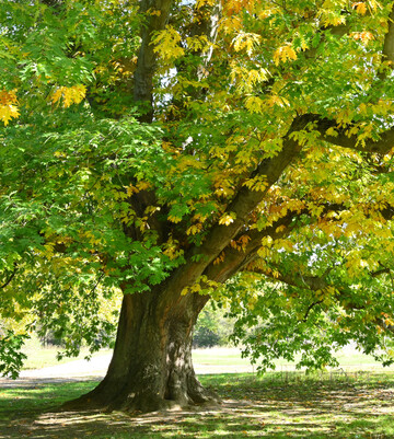 Baum des Jahres 2025: Amerikanische Rot-Eiche (Quercus rubra) 