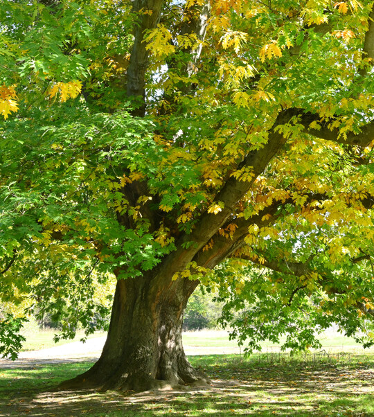 Baum des Jahres 2025: Amerikanische Rot-Eiche (Quercus rubra) 