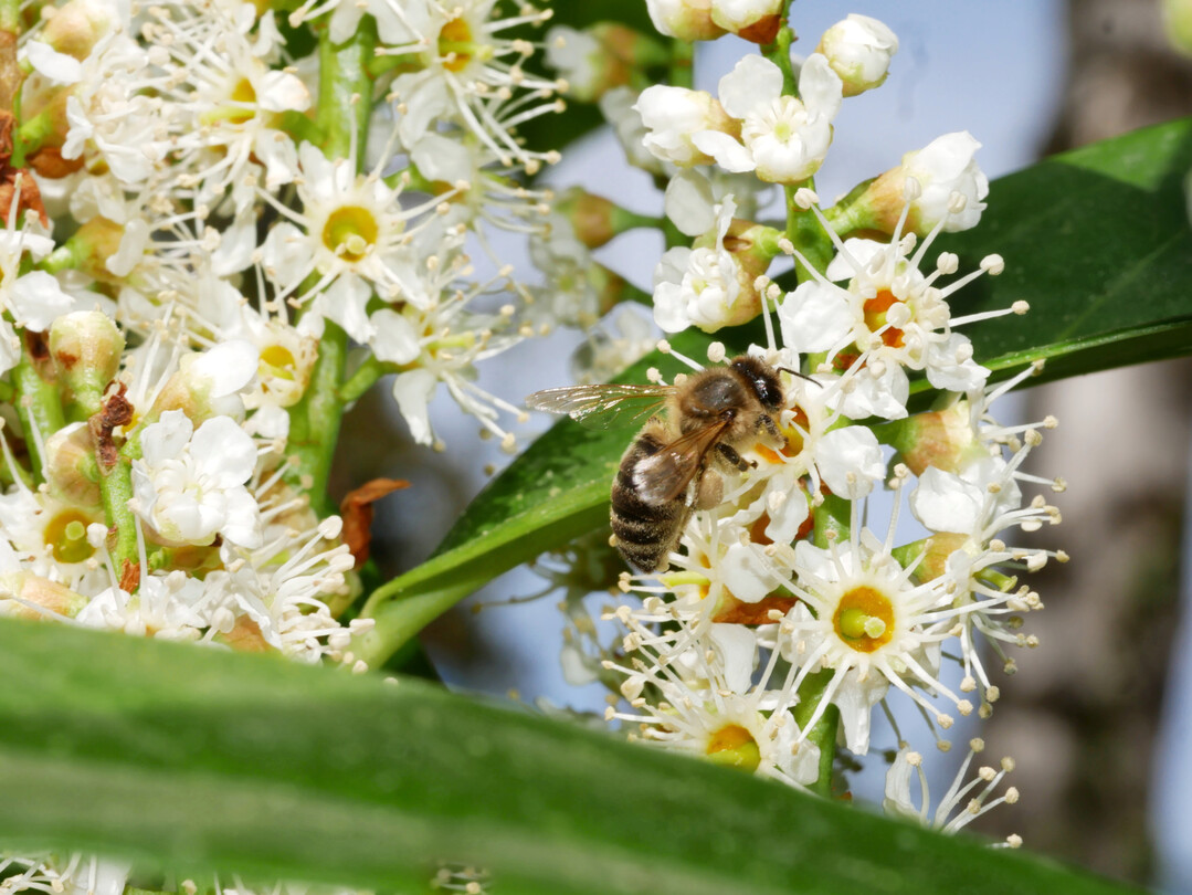 Die Blütenstände der Lorbeer-Kirsche ziehen viele Insekten an.