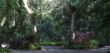 Unter den hohen Baumarten des Regenwaldes wurde im Botanischen Garten Recife ein tropischer Garten angelegt, der Pflanzen mit besonders schnen Blten und Laubschmuck vereint, wie Roter Ingwer, Drachenbume, Heliconien und Ananasgewchse.
