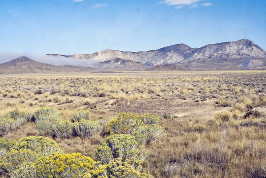 Kaninchenbusch (Chrysothamnus nauseosus) in grasreicher Wermutsteppe im Westen Utahs	