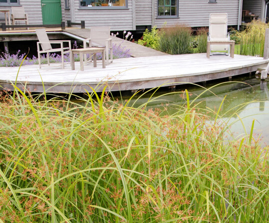 Cyperus longus am Schwimmteichufer. Die ineinander verwobenen Hochbltter verwischen die Konturen der Pflanze und wirken dickichtartig.