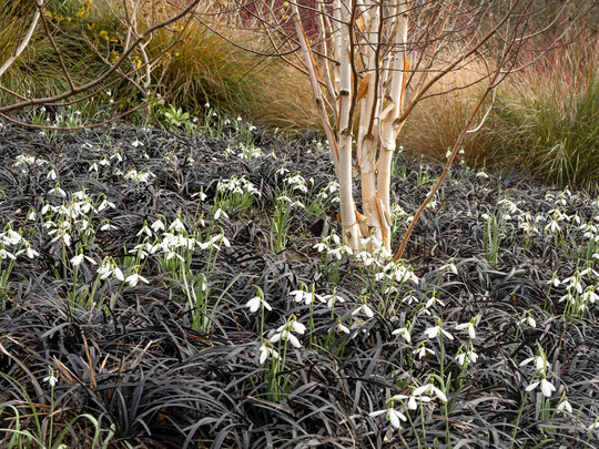 Betula utilis Jacquemontii "Doorenbos" and Ophiopogon planiscapus