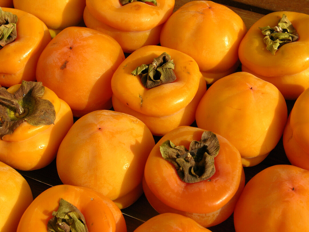 Geerntete Kaki-Fr�chte