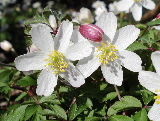 Frhlingsbote Busch-Windrschen (Anemone nemorosa)