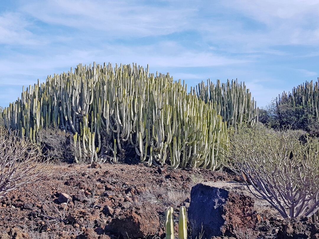 Euphorbia canariensis in Malpaís de Güímar