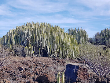 Euphorbia canariensis in Malpas de Gmar 