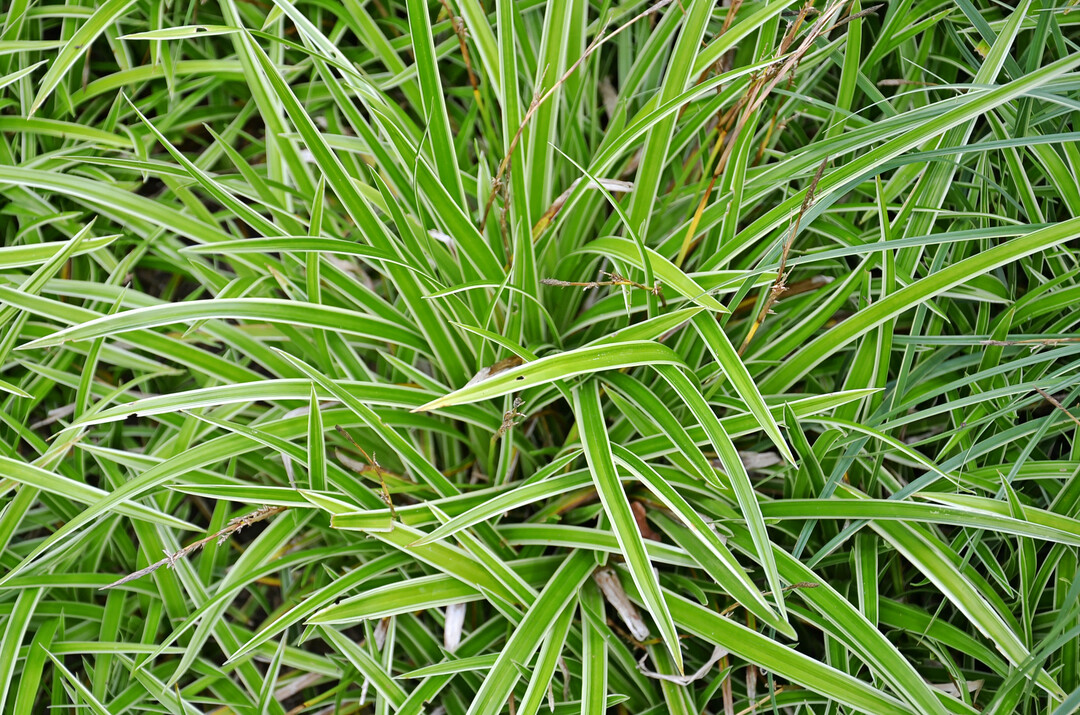 Carex foliosissima ‘Ice Dance’ mit cremefarbenen Streifen am Rand ist sehr wüchsig und wurde mit sehr gut (**) bewertet.