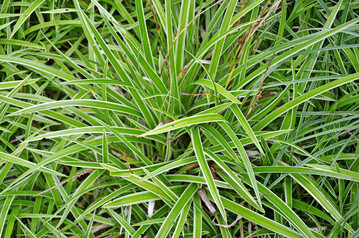 Carex foliosissima Ice Dance mit cremefarbenen Streifen am Rand ist sehr wchsig und wurde mit sehr gut (**) bewertet.