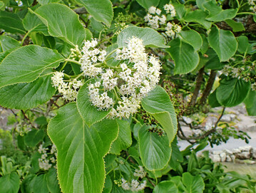 Bltenstand von Ehretia dicksonii. Als Sommerblher ist das Gehlz eine Bereicherung fr urbane Freirume. 