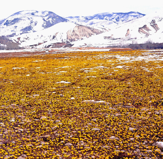 Eranthis hyemalis, Provinz Tunceli, Trkei