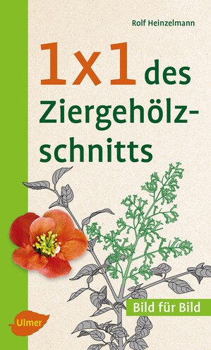 1 x 1 des Ziergehlzschnitts