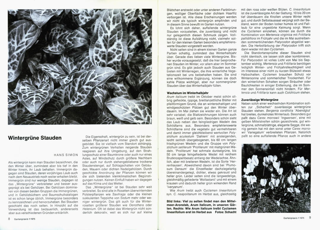 Doppelseite aus der ersten Ausgabe im Januar 1975: Wintergrne Stauden von Hans Simon
