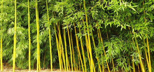 Bambus des Jahres 2025: Phyllostachys praecox Viridisulcata"