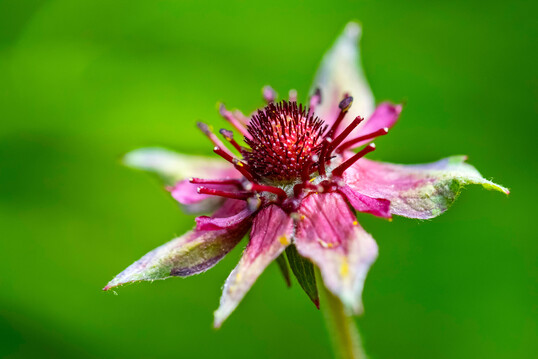 Blume des Jahres 2025: Sumpf-Blutauge (Comarum palustre)