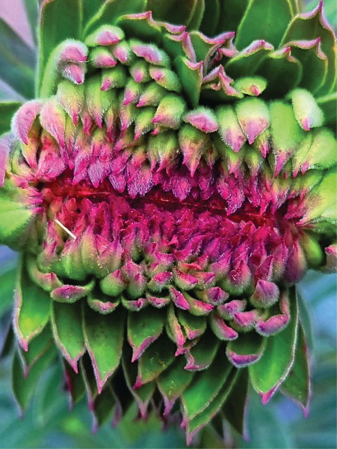 Little Shop of Horrors<br>