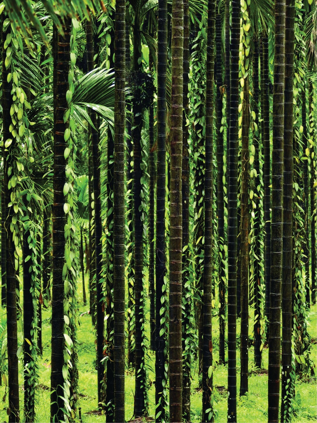 Genuss-Stangen-Wald<br>