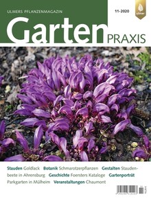 Cover Gartenpraxis 11/2020