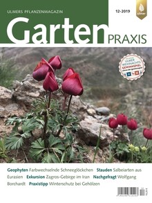 Cover Gartenpraxis 12/2019