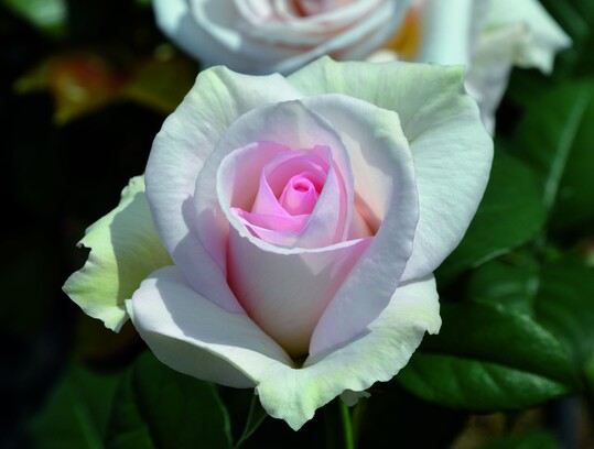 A perfect Day heit diese duftende Edelrose mit der wunderschnen Bltenform in Rosa-Wei, die sich im Aufblhen langsam ffnet