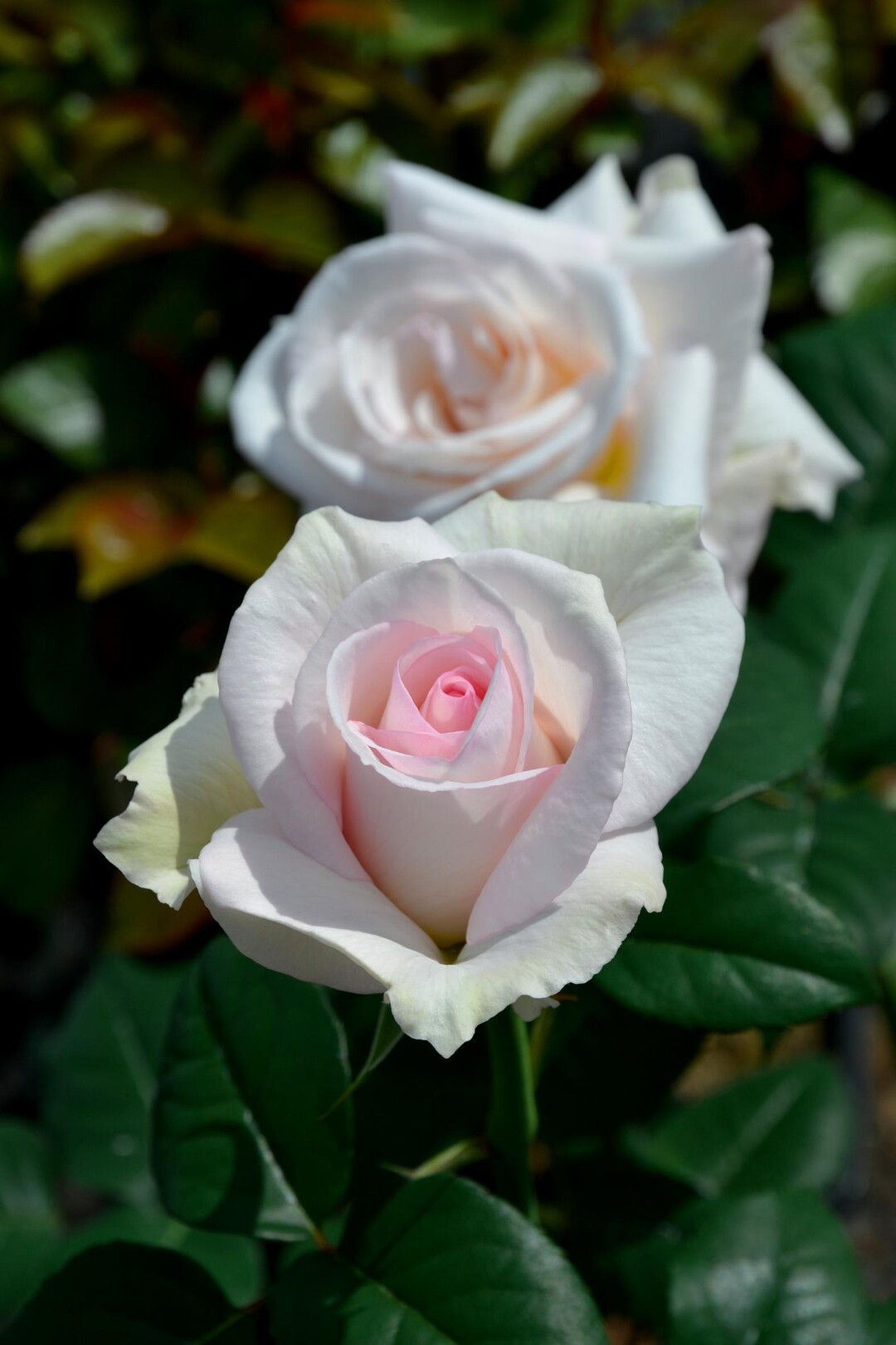 A perfect Day, eine weirosa sich langsam ffnende stark duftende Edelrose