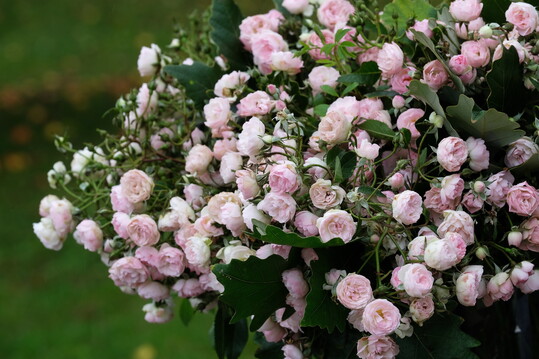   Prince Charles de Luxembourg (Lens Roses)
ist eine charmante 100 bis 120 cm hohe und 60 cm breite Kleinstrauchrose mit kleinen romantisch gefllten Blten in zartem Rosa von Frhsommer bis in den Sptherbst. Die rundlichen Einzelblten stehen in pyramidenfrmigen Bltenbscheln mit s-wrzigem Duft nach Moschus an leicht bogenfrmigen Zweigen mit dunkelgrnem, halbglnzendem gefiedertem Laub. Die uerst blattgesunde Rose ist anspruchslos und gedeiht sogar auf armen Sandbden. Vielfltig einsetzbar, ob solitr, in Gruppen im gemischten Beet, als Hecke, in Tpfen. Hervorragend als Schnittrose. Auszeichnungen mit Silber 2020 in Baden-Baden und mit dem Ehrenpreis des Groherzogtums Luxemburg. (Lens Roses)