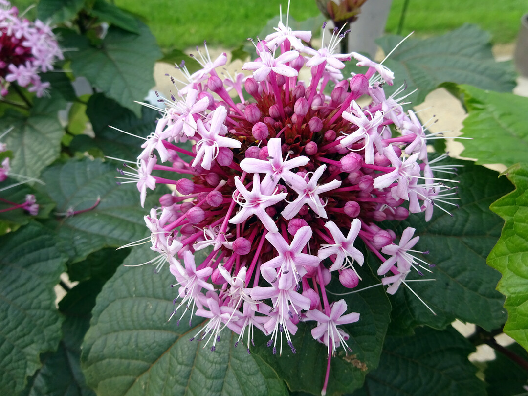 Clerodendrum bungei