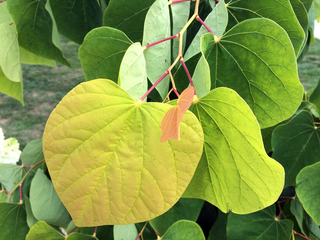Cercis canadensis "Rising Sun"