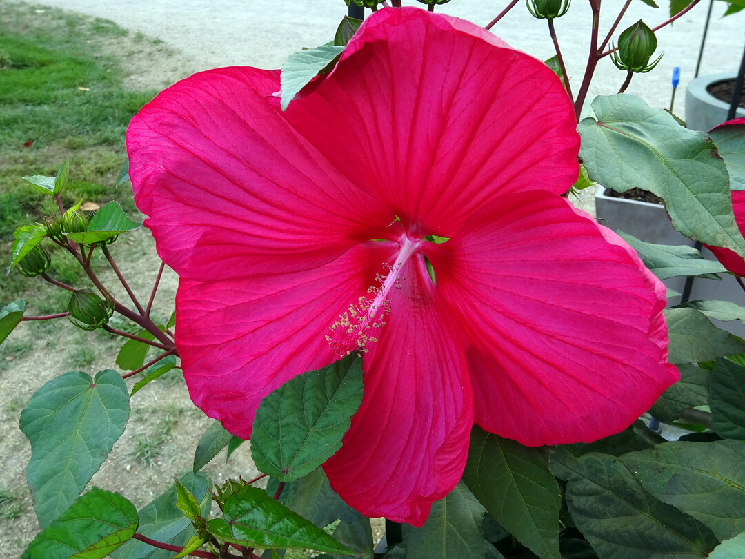 Hibiscus "Pink Passion"