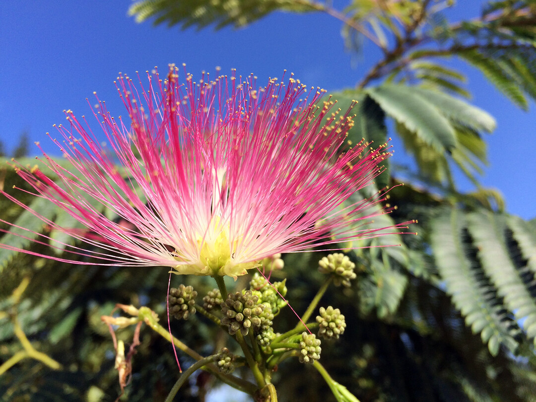 Albizia "Ombrella", die Seidenakazie, wählten die Besucher auf Platz eins.
