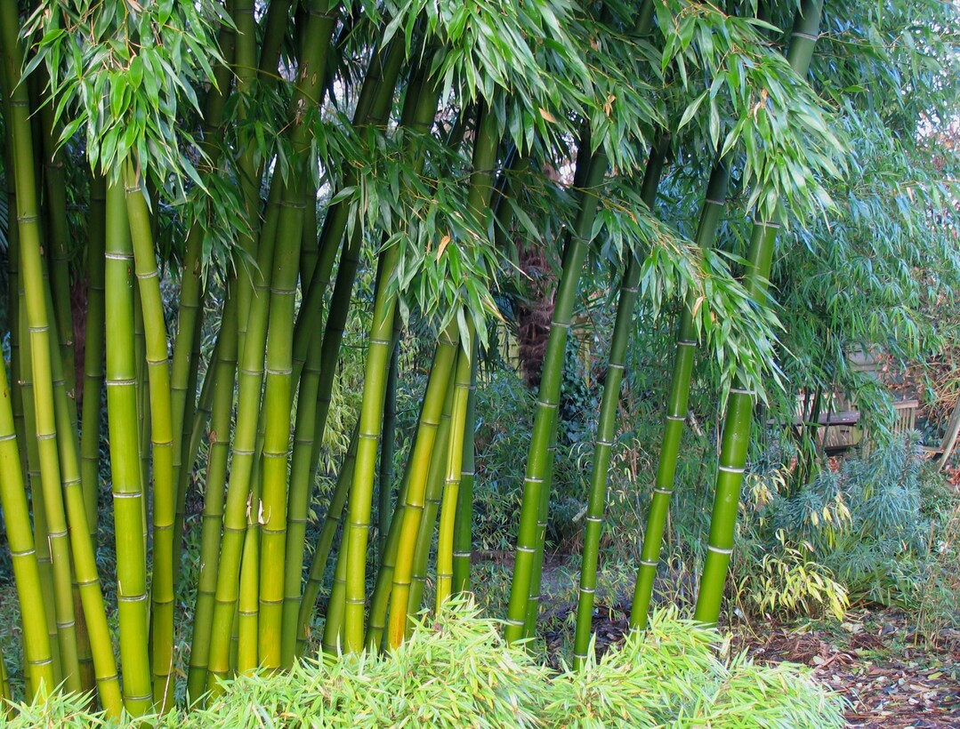 Phyllostachys "Shanghai 3" breitet sich zu dichten hohen Bambushainen aus