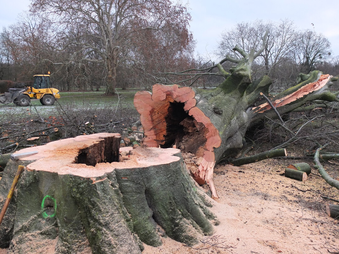 Fllung einer groen Rot-Buche in den Herrenhuser Grten