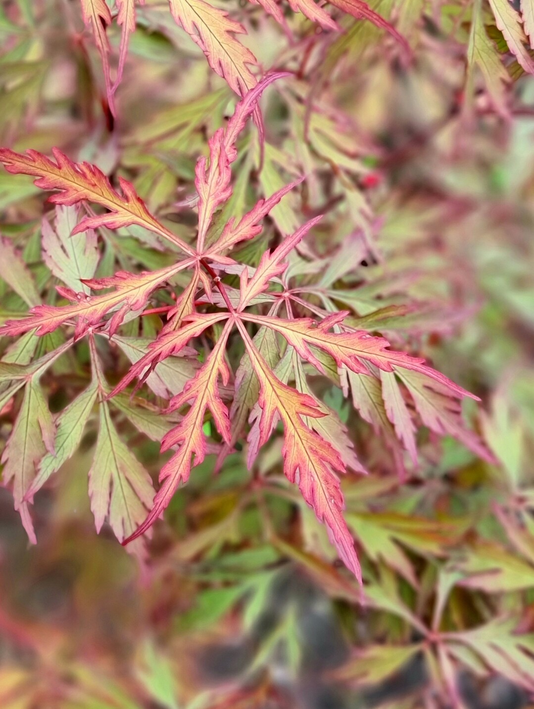 Acer Royal Garnet